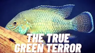 THE TRUE GREEN TERROR CICHLID [ANDINOACARA STALSBERGI] #greenterror #cichlid #true