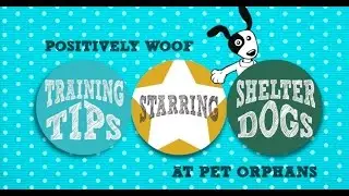 Dog Training Tips - Platform Dog Training with The Klimb