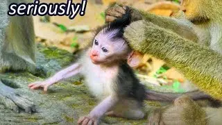 oh! tiny baby monkey Javor so calm down, grand ma Bonita grooming head seriously