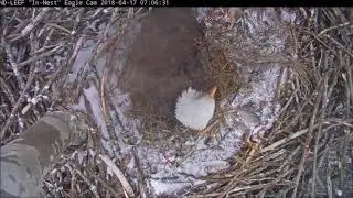 Inside the Nest: Life as a Eaglet!