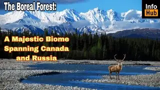 The Boreal Forest: A Majestic Biome Spanning Canada and Russia