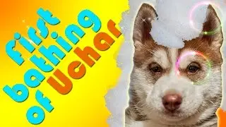 PUPPY HUSKY first bathing - 1st bath FUNNY and cute puppy video!