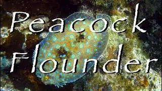 Peacock Flounder Changing Color (HD video)