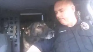 K-9 Faust retires from BNSF Railway Police after 8 years, 1 day of service