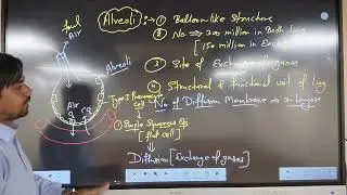 Concept of alveoli and diffusion membrane🫁🫁🫁🫁