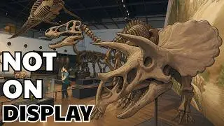 Inside the Fossil Vault: Untold Stories Buried in Stone