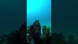Oktopus 🐙 im Hausriff Makadi Bay - &Auml;gypten Redsea