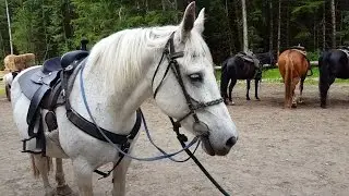 Horseback Riding In Skagway, Alaska (6.22.16)