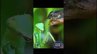 gecko defense
