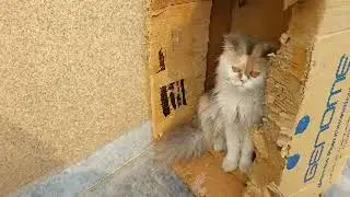  Tiny Kittens Show Big Respect to Their Fellow Cat