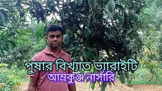 পুষার বিজ্ঞানীদের আবিষ্কৃত বিখ্যাত ভ্যারাইটি। আম্রকুঞ্জ নার্সারি