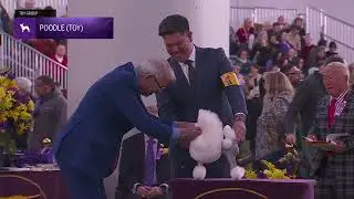 Poodles (Toy) | Breed Judging 2026