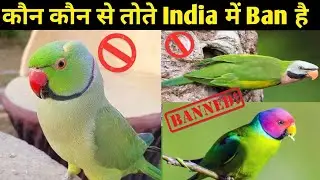 Banned Parrot in India 🦜 / Reasons & Our Responsibilities as Bird Hobbyists  #birdscareandinfo890