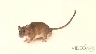 A Key Largo woodrat (Neotoma floridana smalli) at Crocodile Lake National Wildlife Refuge in Florida