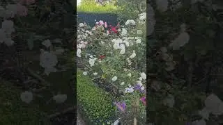 #Rose #Garden #london ##city #flowers #buxus #gardenerlife