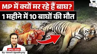 Shocking Tiger Deaths in MP: 10 Tigers Lost in One Month | By Amrit Upadhyay | StudyIQ IAS Hindi