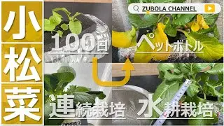 【水耕栽培】小松菜をペットボトルの水耕栽培で何回収穫できるか挑戦してみた！