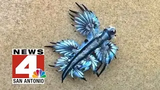 Venomous blue sea slugs invade Texas beaches