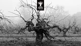Lodi Old Vine Wines Virtual Tasting & Discussion