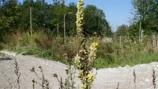 K&ouml;nigskerze essbar