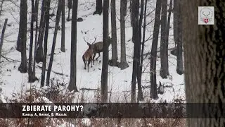 Poďte s nami do lesa: Zbierate parohy?