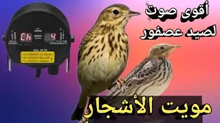 أفضل صوت نغمة اتصال لصيد عصفور مويت الأشجار 2023#نغمة#اتصال#لصيد#عصفور#مويت#الاشجار