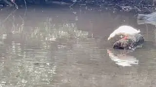 Dwarf snow goose having fun with new buddies on the lake
