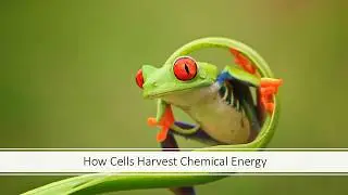 How Cells Harvest Chemical Energy
