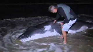 Baby whale beached for 12 hours