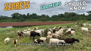 The Future of Sheep and Goat Farming in Africa: Secrets Every Farmer Should Know