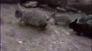 Rabbit nursing