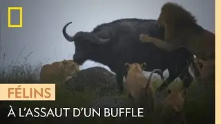 Des lions d&eacute;vorent un buffle