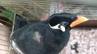 Священная майна - говорящая птица
