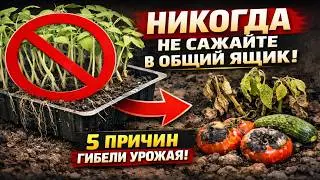Больше НИКОГДА не сажайте рассаду в общий ящик! 5 причин, почему это ГУБИТ урожай