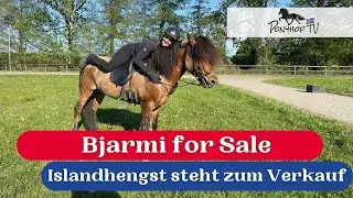 Bjarmi for Sale! Top-Islandhengst steht zum Verkauf auf dem Witthus-Hof