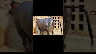 m29 ki Murrah buffalo sukhbir Dhanda dairy farm#shorts