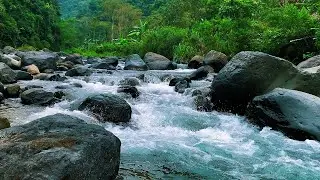 Nature River Serenity &ndash; Soft Water Flow & Forest Soundscape for Deep Calm