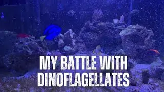 How I finally beat Dinos in my Reef Tank