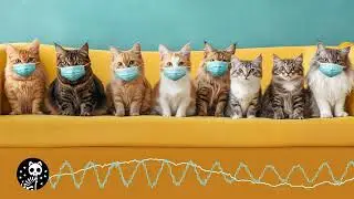 Allergicto8cats - Total Dessert Chaos Kitty Kitty Kitty (FULL SONG)🎵😻🐱🎶🎸🎵