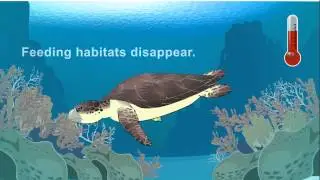 Climate Change Affects Sea Turtles