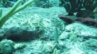 Sea Saba Butteryfly Fish
