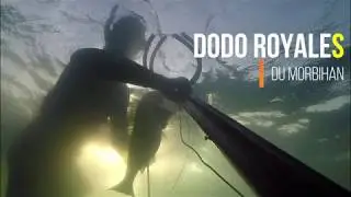 DORADES ROYALES en Morbihan, saison 2019 |partie 1|
