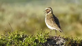 Ljungpipare läte. Heilo song. Goldregenpfeifer Gesang Ruf. Kapustarinta ääni. Pluvier doré chant