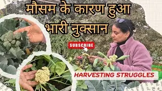 Harvesting Winter Vegetables | Struggles of a Gardener | Harvesting Vlog | Effects of Global Warming