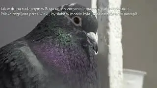 Wystawa szybkich gołębi linii Aarden / Stichelbaut / Janssen tel. 728 465 939