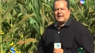 Manejo de Nematóides com Crotalária