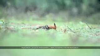 Common Hoopoe Habitat | Coimbatore