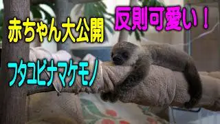 【反則可愛い過ぎ 怠けてないよね】フタユビナマケモノの赤ちゃんが公開された！アドベンチャーワールド