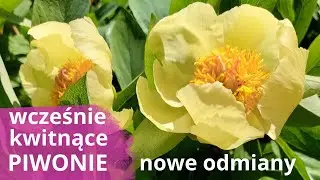 PIWONIE  w moim ogrodzie - wymagania, nowości kwitnące w maju