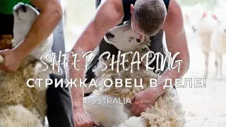 Стрижка овец в деле! Ферма на Черчилль-Айленд, Австралия